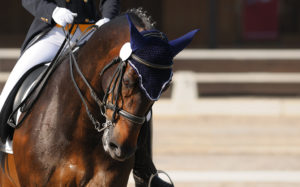 Riding Arena Construction and Maintenance