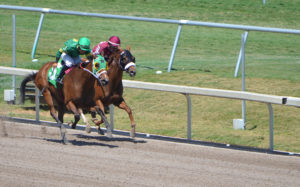 Racetrack Complete Builds, Renovation and Maintenance